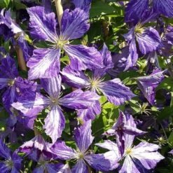 Clématite 'tie Dye' Clematis Jackmanii 3l -VIDA Plantes Magasin 648993b11e8247.36344337