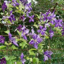 Clématite 'tie Dye' Clematis Jackmanii 3l -VIDA Plantes Magasin 648993b12a7d77.11995738