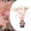 Japanese Maple 'taylor' - 'limited Edition' - Pot 19cm - Hauteur 60-70cm -VIDA Plantes Magasin 64932591806539.97645782