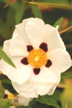 Ciste 'alan Frad' - 3l