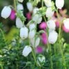 Bruyère D'irlande 'alberta White' - 3l -VIDA Plantes Magasin 64937d77bba208.08193051