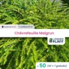 50 X Chèvrefeuille Maigrun En Godet -VIDA Plantes Magasin 6495cc2b3182d0.78524287
