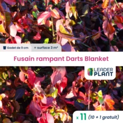 11 X Fusain Rampant Darts Blanket En Godet