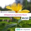 100 X Millepertuis Couvre-sol à Grandes Fleurs En Godet 1 100 X Millepertuis Couvre-sol à Grandes Fleurs En Godet -VIDA Plantes Magasin 6495cc32d3d0e3.06991364