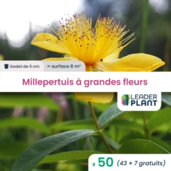 50 X Millepertuis Couvre-sol à Grandes Fleurs En Godet