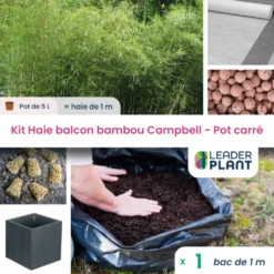 Kit Bambou Campbell En Pot De 5 L Avec Bac Pour Balcon -VIDA Plantes Magasin 6495cc376fd9f2.75121068