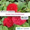 50 X Rosier Paysager Fairy Donkerrood En Godet -VIDA Plantes Magasin 6495cf97734e23.62558073