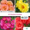 Collection 4 Rosiers Kordes - Lot De 4 Plants En Godet -VIDA Plantes Magasin 6495cf98e04978.18757236