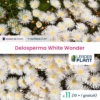 11 X Delosperma White Wonder ® En Godet -VIDA Plantes Magasin 6495cf9bd9f442.94889648