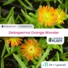 11 X Delosperma Orange Wonder® En Godet -VIDA Plantes Magasin 6495cf9fd9e127.82179490