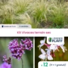 Kit Plantes Vivaces Pour Terrain Sec - 3 Variétés - Lot De 12 Plants En Godet -VIDA Plantes Magasin 6495cfa55379c6.72191415