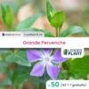 50 X Grande Pervenche En Godet -VIDA Plantes Magasin 6495cfa726be08.59264317