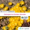 11 X Delosperma Golden Wonder ® En Godet -VIDA Plantes Magasin 6495cfa89803e3.85245339