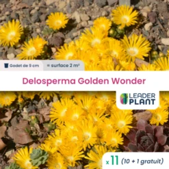 11 X Delosperma Golden Wonder ® En Godet