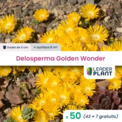 50 X Delosperma Golden Wonder ® En Godet