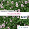 11 X Verveine Nodiflore En Godet -VIDA Plantes Magasin 6495cfbebd03b9.00596270