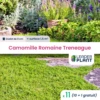 11 X Camomille Romaine Treneague En Godet -VIDA Plantes Magasin 6495cfbf83d348.78800252