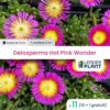 11 X Delosperma Hot Pink Wonder ® En Godet 2 11 X Delosperma Hot Pink Wonder ® En Godet -VIDA Plantes Magasin 6495cfc3cbc6f2.19272152