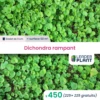 450 X Dichondra Rampant En Godet 1 450 X Dichondra Rampant En Godet -VIDA Plantes Magasin 6495cfc43a4a63.94795502
