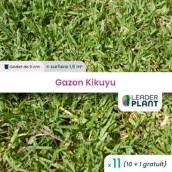 11 X Gazon Kikuyu En Godet