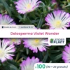 100 X Delosperma Violet Wonder ® En Godet -VIDA Plantes Magasin 6495cfc8df9f43.60802716
