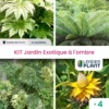 Kit Jardin Exotique à L'ombre - 4 Variétés - Lot De 4 Plants En Godet -VIDA Plantes Magasin 6495cfccdf5199.25826243