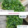 11 X Lierre Commun En Godet -VIDA Plantes Magasin 6495cfce17de70.46629553