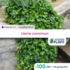 100 X Lierre Commun En Godet -VIDA Plantes Magasin 6495cfce90b858.49218721