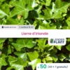 50 X Lierre D'irlande En Godet -VIDA Plantes Magasin 6495cfcef3ca15.68839900