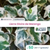50 X Lierre Gloire De Marengo En Godet -VIDA Plantes Magasin 6495cfcf62b174.95377878