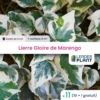 11 X Lierre Gloire De Marengo En Godet -VIDA Plantes Magasin 6495cfcfd7dd21.63546504