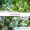 100 X Lierre Glacier En Godet -VIDA Plantes Magasin 6495cfd0b28b78.34552503