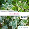 11 X Lierre Glacier En Godet -VIDA Plantes Magasin 6495cfd19ce645.88542606
