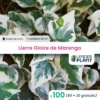 100 X Lierre Gloire De Marengo En Godet -VIDA Plantes Magasin 6495d3176d33b4.41350846