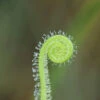Drosera Filiformis Var. Tracyi Caractéristique - Pot 9 Cm -VIDA Plantes Magasin 6495d318922ea2.20866348