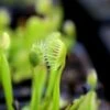 Dionaea Muscipula 'cupped Trap' Caractéristique - Pot 7 Cm -VIDA Plantes Magasin 6495d31d188569.74530901