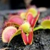 Dionaea Muscipula Bimbo Caractéristique - Pot 7 Cm -VIDA Plantes Magasin 6495d31e157a34.42966304