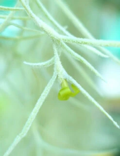 Tillandsia Usneoides Large Argenté - 40 à 60 Cm -VIDA Plantes Magasin 6495d31f92b5c4.79954418