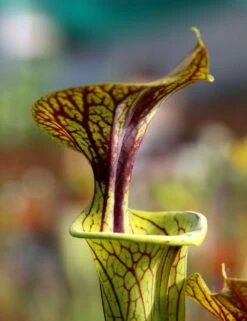Sarracenia Flava Var. Ornata Caractéristique - Pot 12 Cm