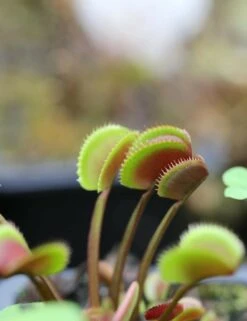 Dionaea Muscipula 'red Piranha' Caractéristique - Pot 7 Cm