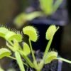 Dionaea Muscipula 'dentate' Clone 2 Caractéristique - Pot 7 Cm -VIDA Plantes Magasin 6495d32210cbf6.95400712