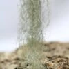 Tillandsia Usneoides 'forme Verte' - 40 à 60 Cm -VIDA Plantes Magasin 6495d32362d713.43723026