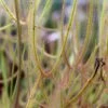 Drosera Binata Var. Dichotoma Forme Géante Caractéristique - Pot 9 Cm -VIDA Plantes Magasin 6495d323cbdd08.60452973