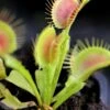 Dionaea Funnel Trap - Dionée Trichtefalle Caractéristique - Pot 7 Cm -VIDA Plantes Magasin 6495d3255fdd00.18276783