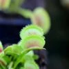 Dionaea Dentata Caractéristique - Pot 7 Cm -VIDA Plantes Magasin 6495d325bae186.77903891