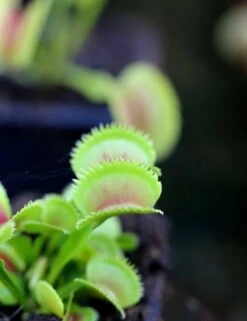 Dionaea Dentata Caractéristique - Pot 7 Cm