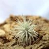 Tillandsia Tectorum - 8 à 10 Cm -VIDA Plantes Magasin 6495d3262dfcf2.45643493