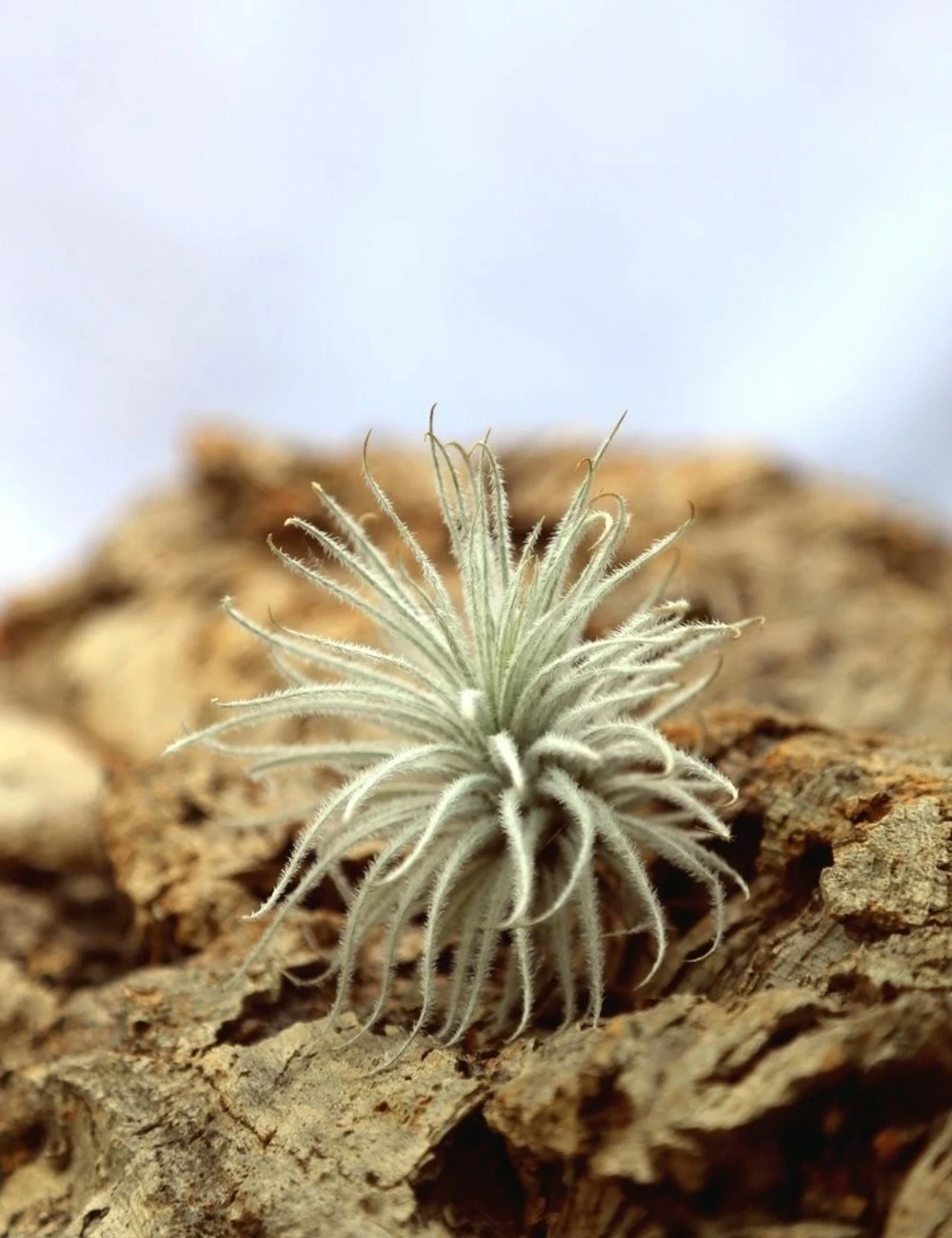 Tillandsia Tectorum - 8 à 10 Cm 3 Tillandsia Tectorum - 8 à 10 Cm