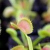 Dionaea Muscipula Tiger Fangs Caractéristique - Pot 7 Cm -VIDA Plantes Magasin 6495d326c325e1.15782116