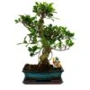 Figuier Chinois Bonsaï - Ficus Retusa - Env. 12-15 Ans -VIDA Plantes Magasin 6495d328a09eb4.27934894